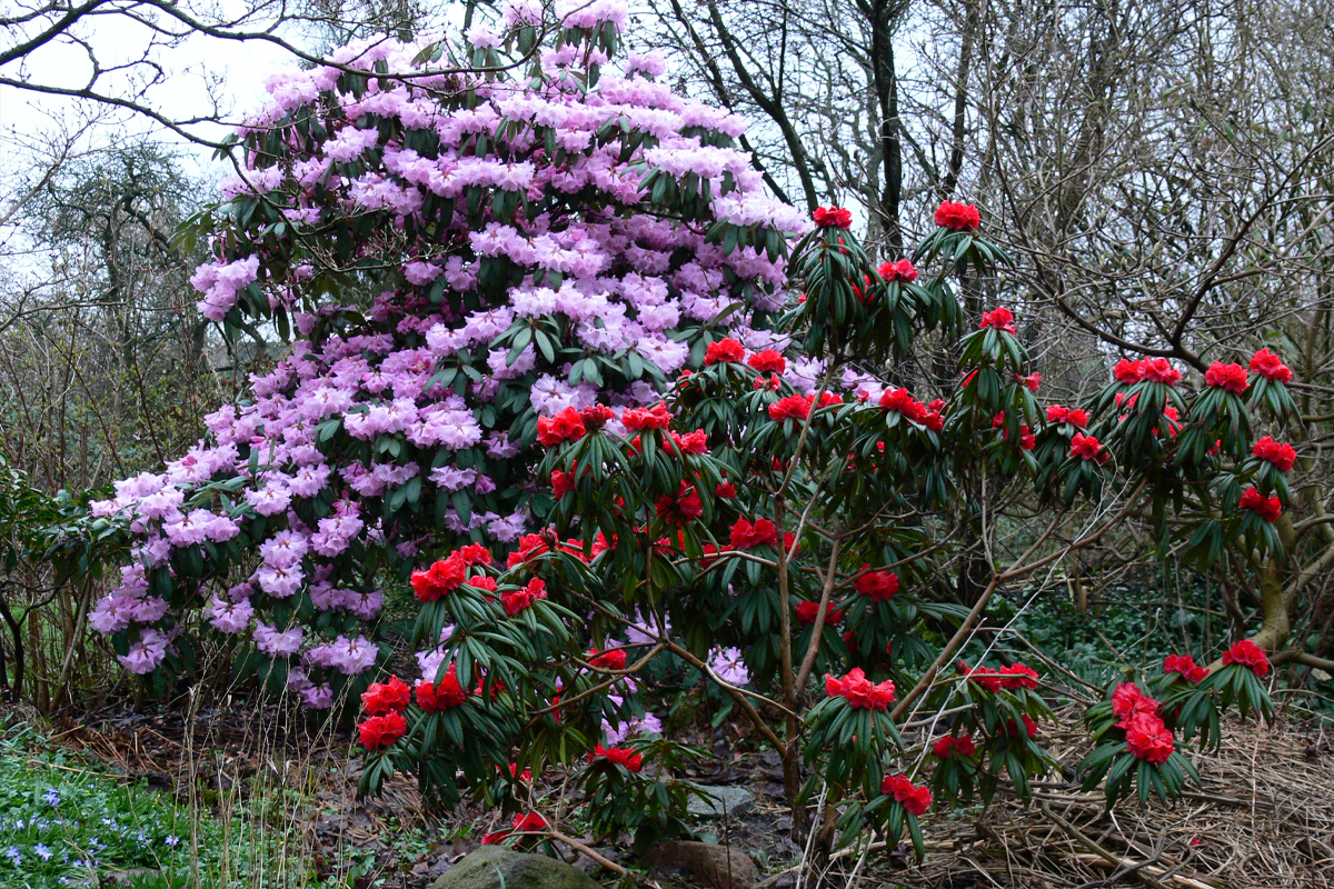 Different Species of Rhododendron Flower in Bhutan